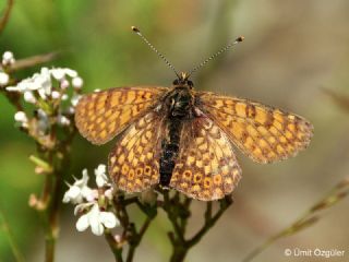 Trkistan parhan (Melitaea arduinna)