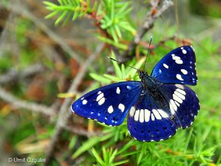 Akdeniz Hanmeli Kelebei (Limenitis reducta)