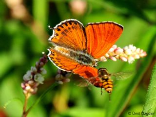 Kk Ate Gzeli (Lycaena thersamon)