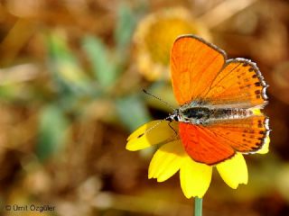 Kk Ate Gzeli (Lycaena thersamon)