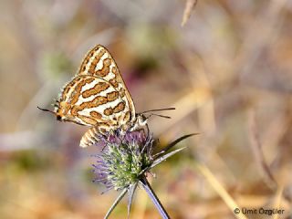 eytanck (Cigaritis acamas)