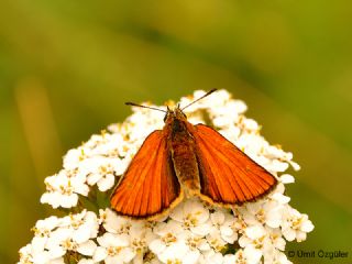 Sar Antenli Zpzp (Thymelicus sylvestris)