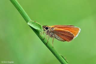 Sar Antenli Zpzp (Thymelicus sylvestris)