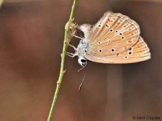 Anormal okgzl (Polyommatus admetus)