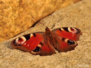 Tavus Kelebei (Inachis io)