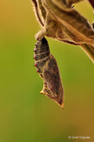 Tavus Kelebei (Inachis io)