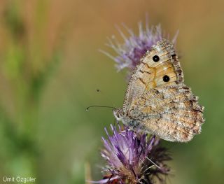 Turan Yalanccads (Pseudochazara telephassa)