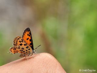 Akdeniz eytanc (Cigaritis cilissa)