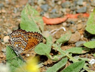 Benekli Byk parhan (Melitaea phoebe)