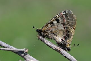 Yalanc Apollo (Archon apollinus)
