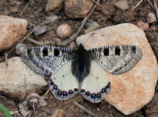 Yalanc Apollo (Archon apollinus)