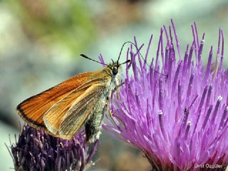 Siyah Antenli Zpzp (Thymelicus lineolus)