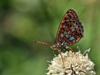 ift Noktal Brentis (Brenthis hecate)