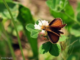 Sar Lekeli Zpzp (Thymelicus acteon)