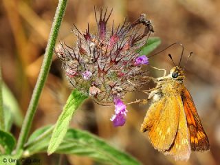 Orman Zpzp (Ochlodes sylvanus)
