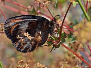 sko Gzelesmeri (Erebia aethiops)