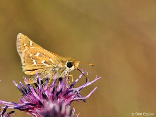 Gm Benekli Zpzp (Hesperia comma)