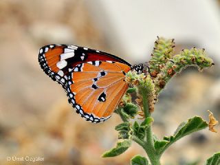 Sultan (Danaus chrysippus)