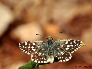 Ege Zpzp (Pyrgus melotis)