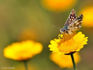 Ebegmeci Zpzp (Pyrgus malvae)