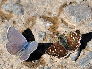 Kzl Zpzp (Spialia orbifer)