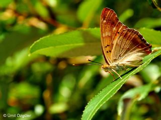 Trakya mparatoru (Apatura metis)