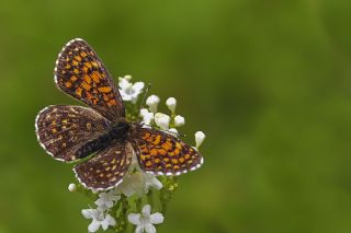 Funda parhan (Melitaea irka)