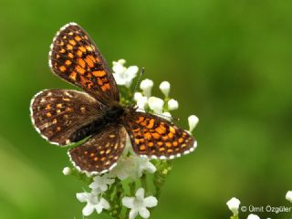 Funda parhan (Melitaea irka)