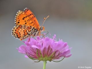 Kafkasyal parhan (Melitaea interrupta)