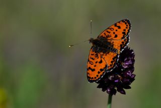 Kafkasyal parhan (Melitaea interrupta)