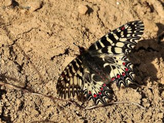 Gney Fistosu (Zerynthia polyxena)