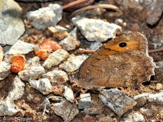 Levantin Yalanccads (Pseudochazara pelopea)