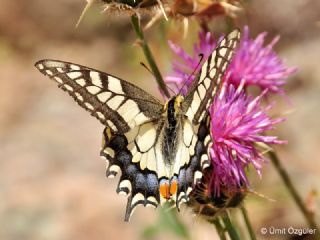 Krlangkuyruk (Papilio machaon)