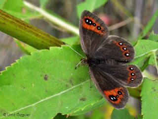 Mecnun Gzelesmeri (Erebia melancholica)