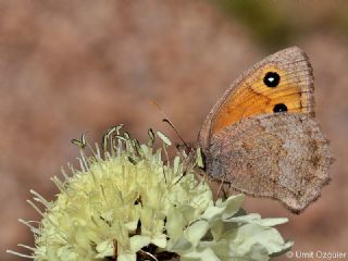 Kk Esmerperi (Hyponephele lycaon)