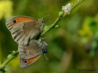 Kk Zpzp Perisi (Coenonympha pamphilus)