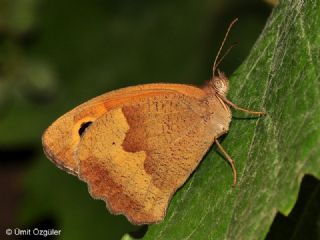 ayr Esmeri (Maniola jurtina)