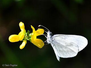 Narin Orman Beyaz (Leptidea sinapis)