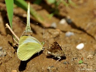 Da Beyazmelei (Pieris ergane)