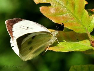 Byk Beyazmelek  (Pieris brassicae)