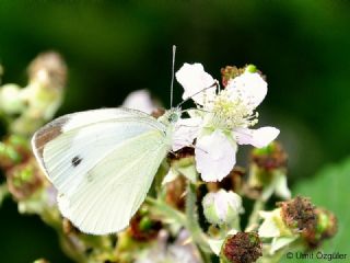 Byk Beyazmelek  (Pieris brassicae)