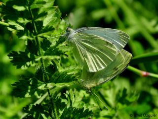 Yalanc Beyazmelek (Pieris pseudorapae)