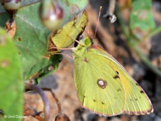 Sar Azamet (Colias croceus)