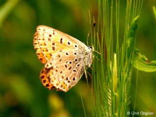 sli Bakr Gzeli (Lycaena tityrus)