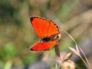 Da Atei (Lycaena thetis)