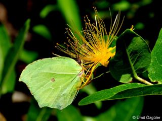 Kleopatra (Gonepteryx cleopatra)
