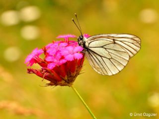 Al Beyaz (Aporia crataegi)