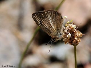 ? Agro Tr (Tanmsz) (Agrodiaetus sp.)