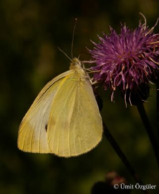 Kk Beyazmelek (Pieris rapae)