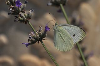 Kk Beyazmelek (Pieris rapae)